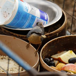 Wild Eurasian nuthatch (Sitta europaea caesia)