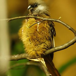 Mombasa speckled mousebird (Colius striatus mombassicus)