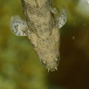 Saddled bichir (Polypterus endlicherii)