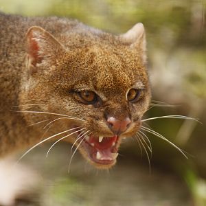 Jaguarundi (Herpailurus yagouaroundi)