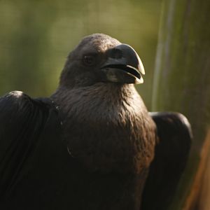 White-necked raven (Corvus albicollis)