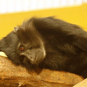 Black crested mangabey (Lophocebus aterrimus)