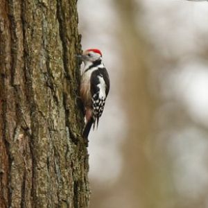 Wild middle spotted woodpecker (Dendrocoptes medius)