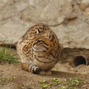 Geoffroy's cat (Leopardus geoffroyi)