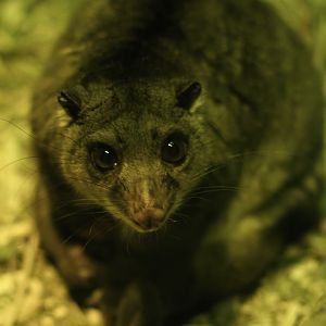 New Guinea ground cuscus (Phalanger gymnotis leucippus)