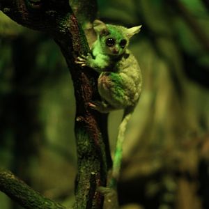 Senegal bushbaby (Galago senegalensis)
