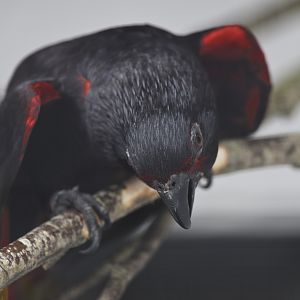 Rajah lory displaying