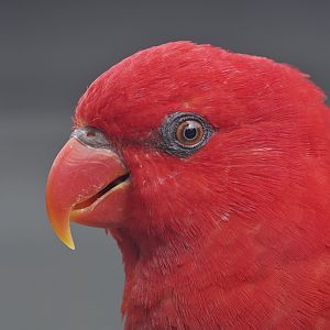 Moluccan lory