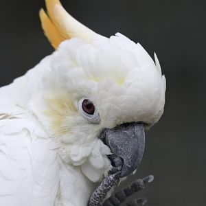 Citron-crested cockatoo