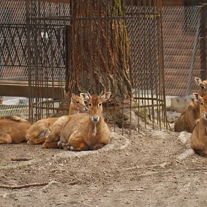 Nilgai (Boselaphus tragocamelus)