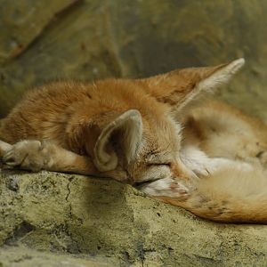 Fennec fox (Vulpes zerda)