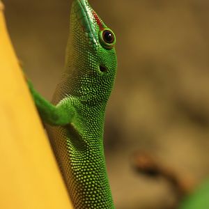 Greater Madagascar day gecko (Phelsuma grandis)