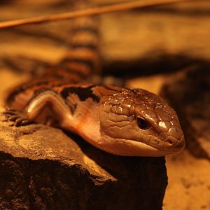 New Guinea blue-tongued skink (Tiliqua gigas)