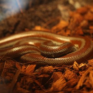 Rosy boa (Lichanura trivirgata)