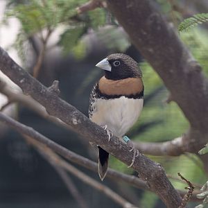 Chestnut-breasted mannikin