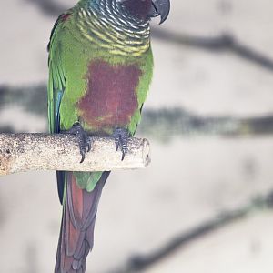 Emma's conure