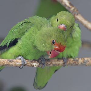 Abyssinian lovebirds