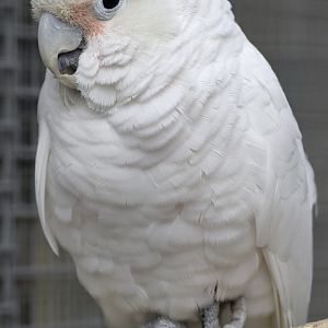 Goffin's cockatoo