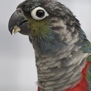 Crimson-bellied conure
