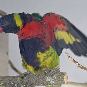Forsten's lorikeet