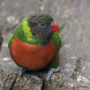 Mitchell's lorikeet