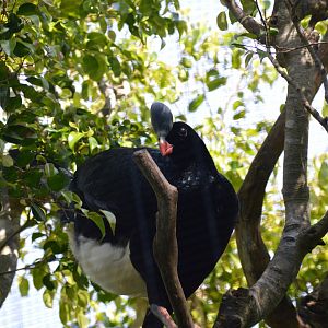 Northern Helmeted Curassow
