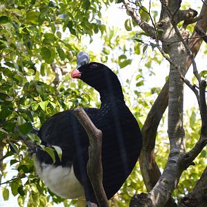 Northern Helmeted Curassow