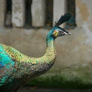 Green peafowl