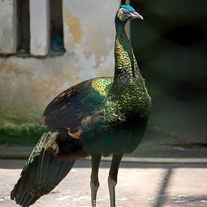 Green peafowl