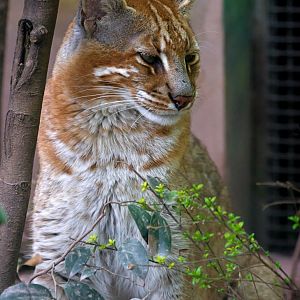 Asian golden cat