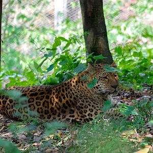 Leopard in its exhibit