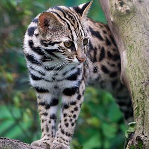 Leopard cat