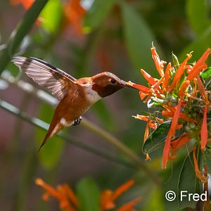 rufous hummingbird