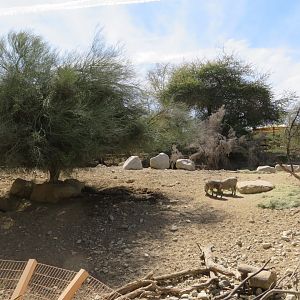 Warthog Exhibit