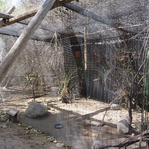 Boma Aviary