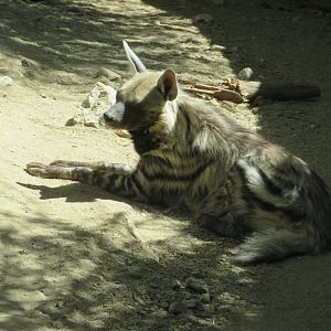 Striped Hyena