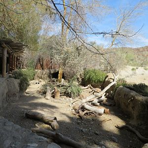 Sulcata Tortoise Exhibit