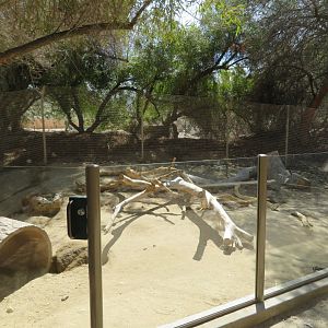 African Porcupine Exhibit