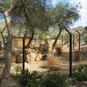 Bat-eared Fox/Rock Hyrax/Sulcata Tortoise  Exhibit