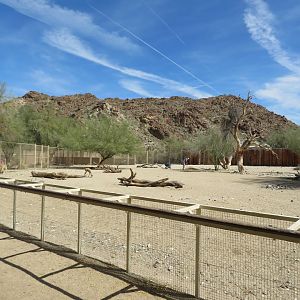 Speke's Gazelle Exhibit