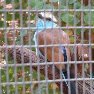 Racquet-tailed Roller
