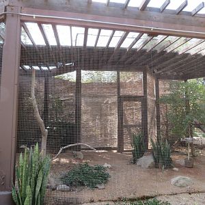African Aviary #1