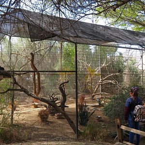 African Aviary #5