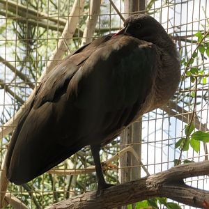 Hadada Ibis