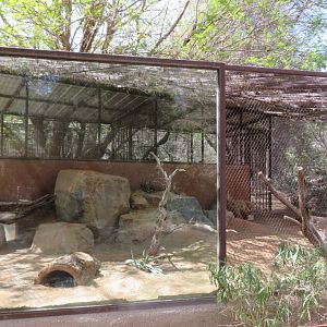 Fennec Fox Exhibit