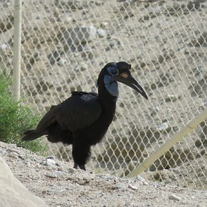 Abyssinian Ground Hornbill