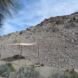 Desert Bighorn Sheep Exhibit