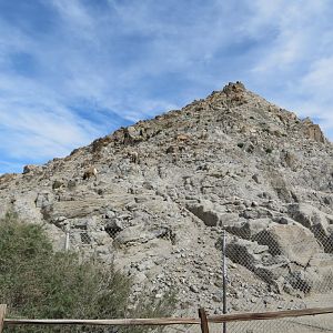 Desert Bighorn Sheep Exhibit