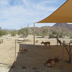 Peninsular Pronghorn Exhibit