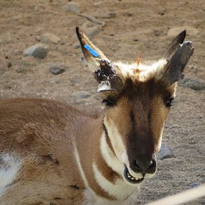 Peninsular Pronghorn